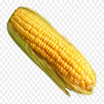 Corn On The Cob-1x4801